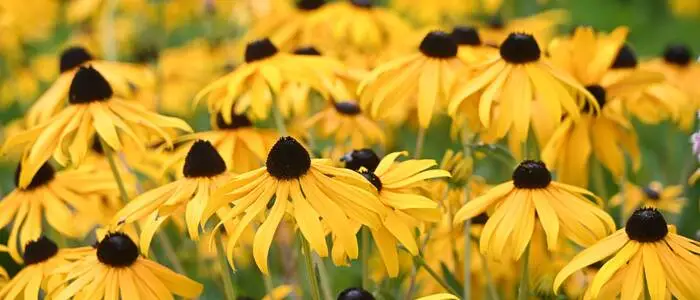 Rudbeckien bringen bis weit in den Herbst Farbe in den Garten