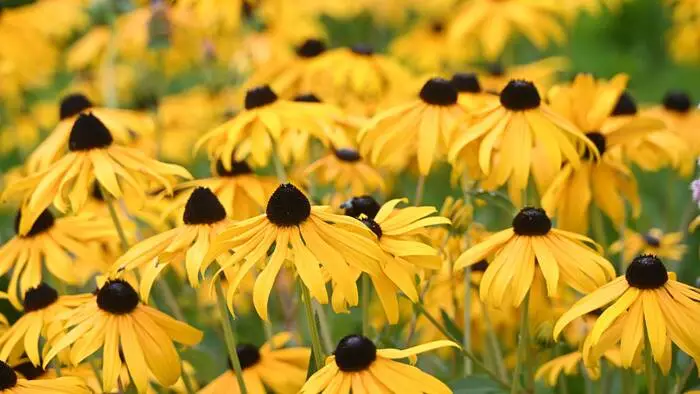 Rudbeckien bringen bis weit in den Herbst Farbe in den Garten