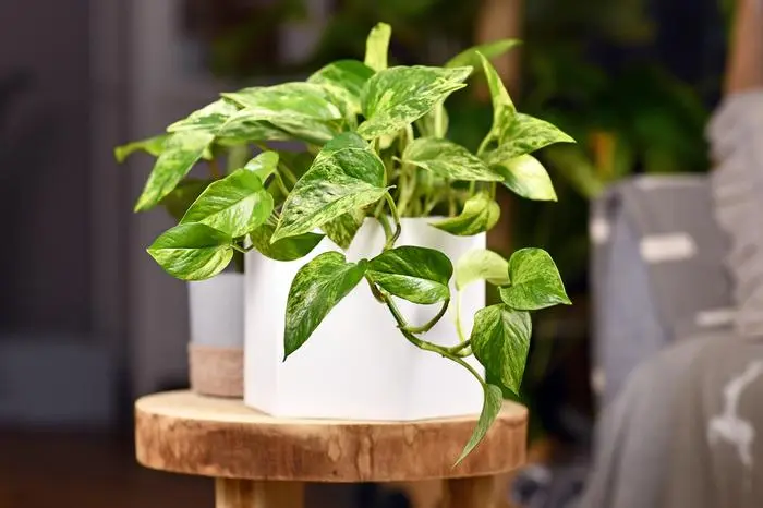 Tropical 'Epipremnum Aureum Marble Queen' pothos houseplant with white variegation in flower pot on wooden table