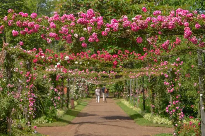 Palheiro Garten. Einige der zahlreichen Kamelien, die noch heute üppig zwischen November und April im Palheiro Garten nahe Funchal blühen, die hat noch der Graf von Carvalhal Anfang des 19. Jahrhunderts pflanzen lassen, der das Landgut erbaute. Heute trägt er auch die Handschrift von Christina Blandy, deren Familie es 1885 kaufte. Besucher lustwandeln durch den Rosengarten, vorbei an Teichen und Wasserläufen, kunstvoll in Form geschnittenen Buchshecken, bunten Rabatten, einer kleinen Barockkapelle und uralten Baumriesen. Auf dem Anwesen befinden sich auch ein Hotel mit Restaurants, Spa und Golfplatz. 