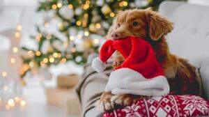 Hund Weihnachten | Hund, Katz und Co gehören nicht als Geschenk unter den Weihnachtsbaum