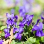 Duftveilchen (Viola odorata) sind bunte und wohlriechende Frühlingsboten