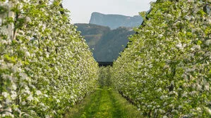 Mit der Apfelblüte in der Südtiroler Region Lana beginnt der Frühling