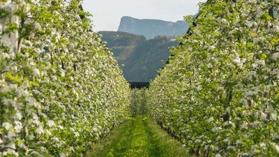 Mit der Apfelblüte in der Südtiroler Region Lana beginnt der Frühling