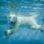 Bis zu minus 70 Grad halten Eisbären aus. Zu verdanken ist das nicht nur ihrer dicken Fettschicht, sondern auch dem speziellen Aufbau ihres Fells