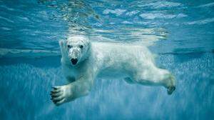 Bis zu minus 70 Grad halten Eisbären aus. Zu verdanken ist das nicht nur ihrer dicken Fettschicht, sondern auch dem speziellen Aufbau ihres Fells