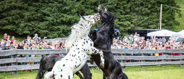 Norikerhengste beim Ringen um die Rangordnung vor dem Almauftrieb