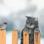 funny striped hunter cat sits on a fence and watches a sitting bird
