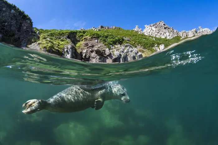 Lundy. Die MS Oldenburg bringt Besucher zur Insel Lundy am Eingang zum Bristolkanal, Ausflügler, aber auch Gäste, die in einem der mehr als 20 historischen Häuser einchecken, die zu Feriendomizilen umgewandelt wurden. Naturliebhaber können Seevogelkolonien, Robben, manchmal sogar Wale und Delfine beobachten. Aber auch das kleine Dorf mit dem Gasthaus Marisco Tavern, eine viktorianische Kirche, den stillgelegten Leuchtturm, Steine mit keltischen Inschriften oder Marisco Castle. Kurios: Lundy gibt eine eigene Briefmarke heraus, die „Puffin“ (Papageientaucher).