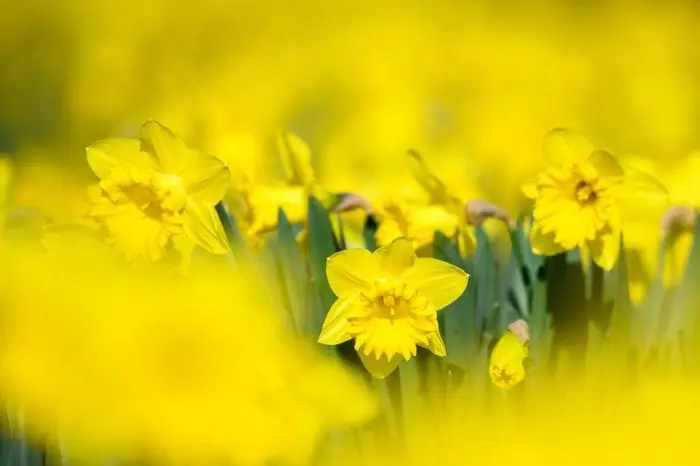 Vor allem großblütige Zwiebelpflanzen wie Narzissen brauchen im Frühjahr Dünger