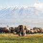 Elefantenherde vor dem Kilimandscharo im Amboseli-Nationalpark