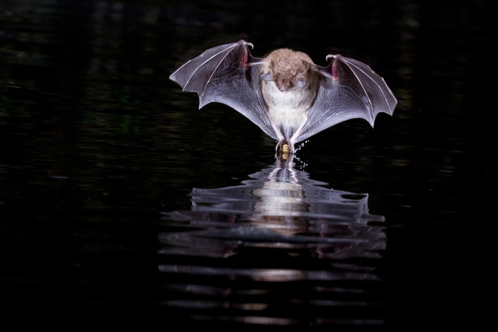 Wasserfledermäuse fangen Insekten über der Wasseroberfläche