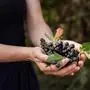 Woman hands holds chokeberry in garden. close-up view. aronia berry. Summer or autumn postcard.