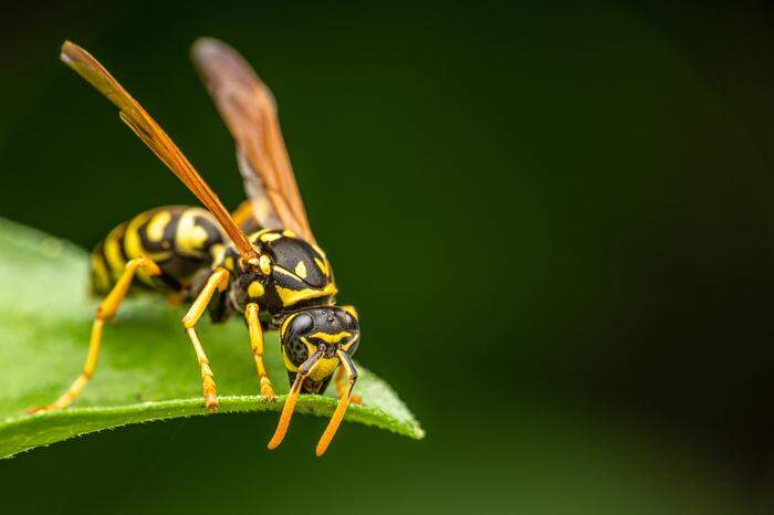 Wespenstich kann zu allergischem Schock führen 