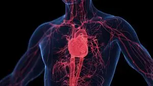 3d rendered medical illustration of male anatomy - cardiovascular system. plain black background. professional studio lighting. lateral view