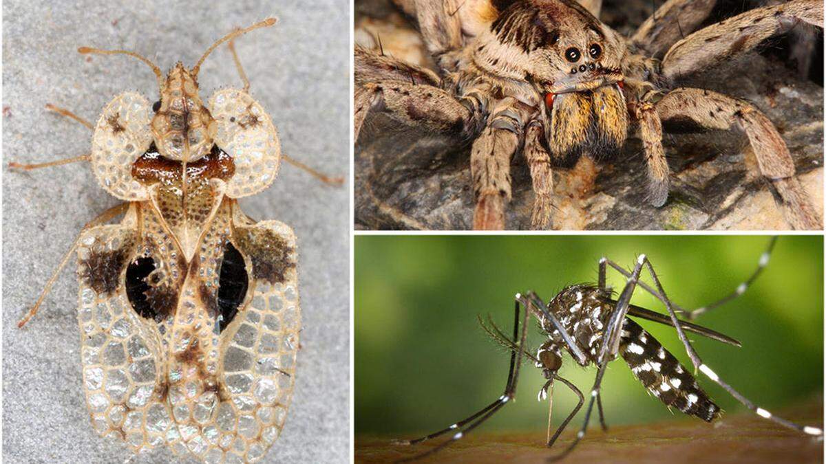Tigermücke, Riesenzecke: Diese exotischen Tiere breiten sich in der Steiermark aus 