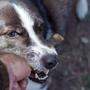 Hundebiss: In zwei von drei Fällen beißt der Hund von Nachbarn oder Verwandten 