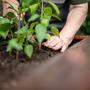 Wie ein kleiner Kratzer bei der Gartenarbeit zu mehreren Operationen führte 