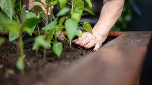 Wie ein kleiner Kratzer bei der Gartenarbeit zu mehreren Operationen führte 