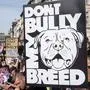 News Bilder des Tages Save our XL Bullies in London, UK - 07 Oct 2023 Protesters hold placards expressing their opinion during the demonstration. The British Government announced on 15th of September the American XL Bully dogs will be banned on the end of 2023 in the UK following a series of horrific attacks. Since that the owners are protesting against the decision of the Government every weekend and blaming the Prime Minister Rishi Sunak personally for that. London United Kingdom Copyright: xKrisztianxElekx/xSOPAxImagesx SSS_20231007_XL_BULLY_2023_001015