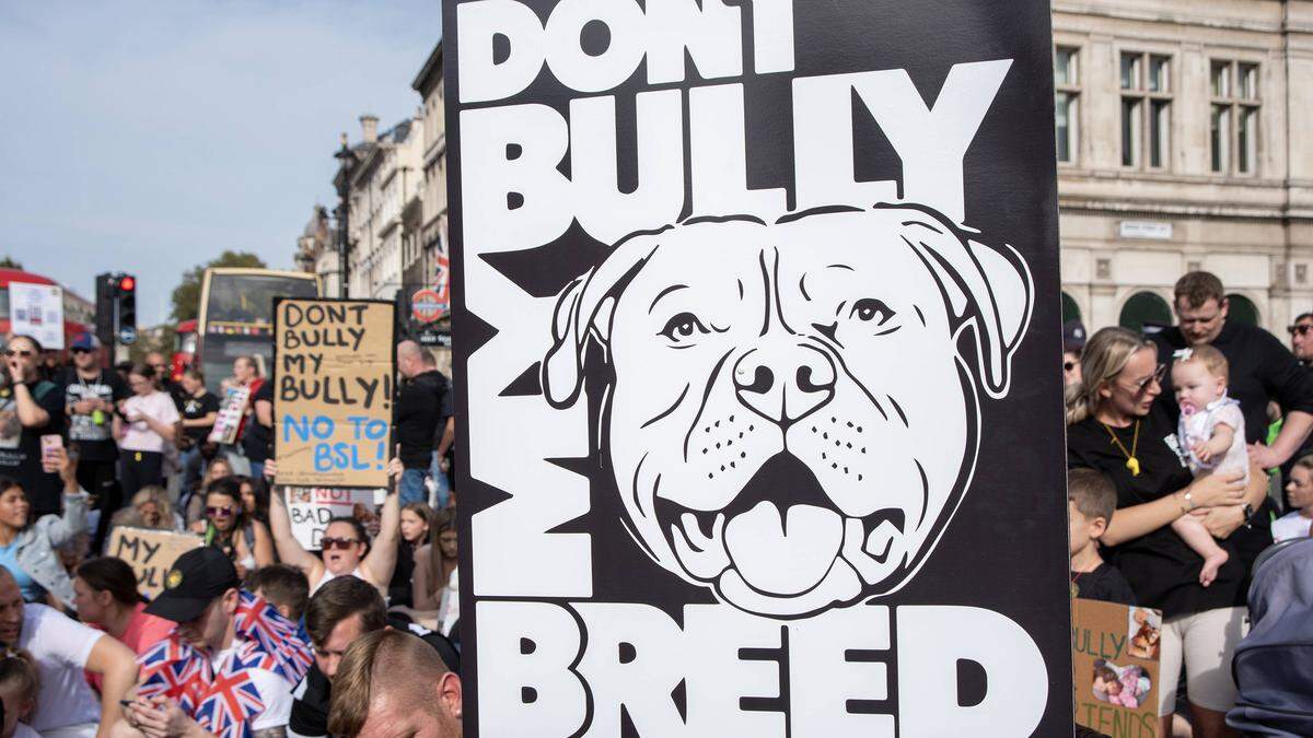 Proteste von Hundebesitzern in London gegen das Verbot der Rasse American XL Bully