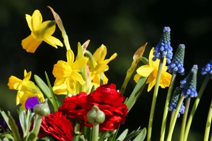 Bei Temperaturen um acht Grad Celsius erstrahlen in voller Farbenpracht Osterglocken (l-r), Hornveilchen, Ranunkeln und Traubenhyazinthen in einem Blumenkorb in der Frhlingssonne. Das Wetter im Norden bleibt vorerst frisch, heimische Grtner knnen aber schon jetzt die ersten Blumen des Jahres pflanzen. (zu dpa ÇGartenliebhaber im Norden knnen jetzt Frhjahrsblher pflanzenÈ) +++ dpa-Bildfunk +++