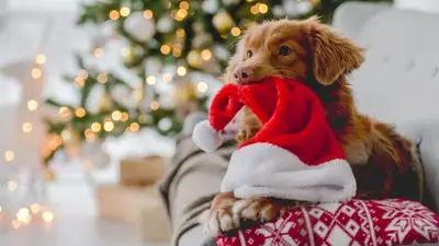 Toller retriever dog in Christmas time holding Santa hat in his teeth and lying on sofa at home with New Year festive decoration. Doggy pet and Xmas atmosphere