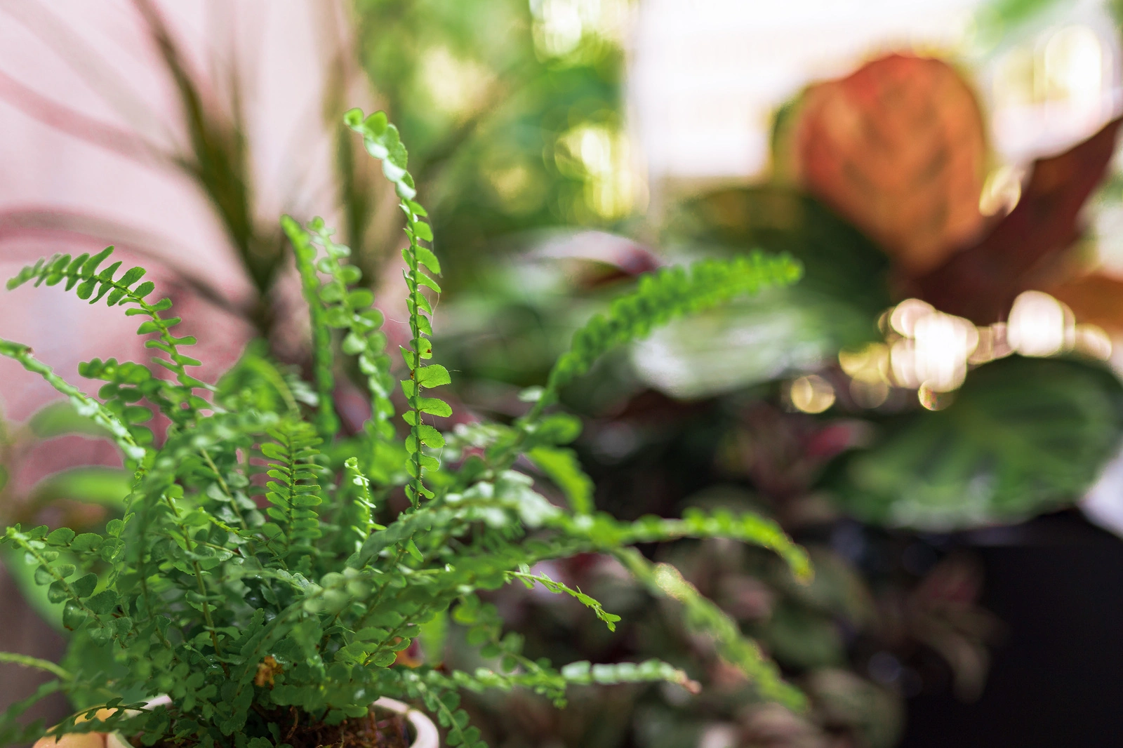 Farne: Die besten Pflanzen fr Garten und Balkon im Schatten