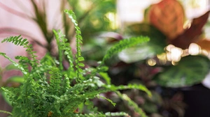 Farne in Töpfen sind Blickfänge am Balkon
