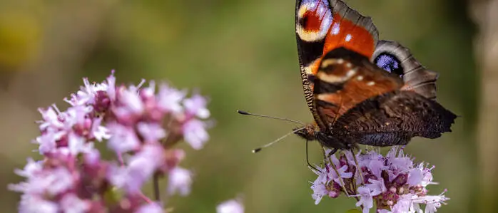 Besuch von einem Tagpfauenauge: Echter Dost ist ein Schmetterlingsmagnet