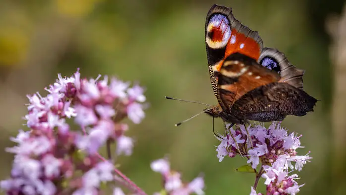 Besuch von einem Tagpfauenauge: Echter Dost ist ein Schmetterlingsmagnet