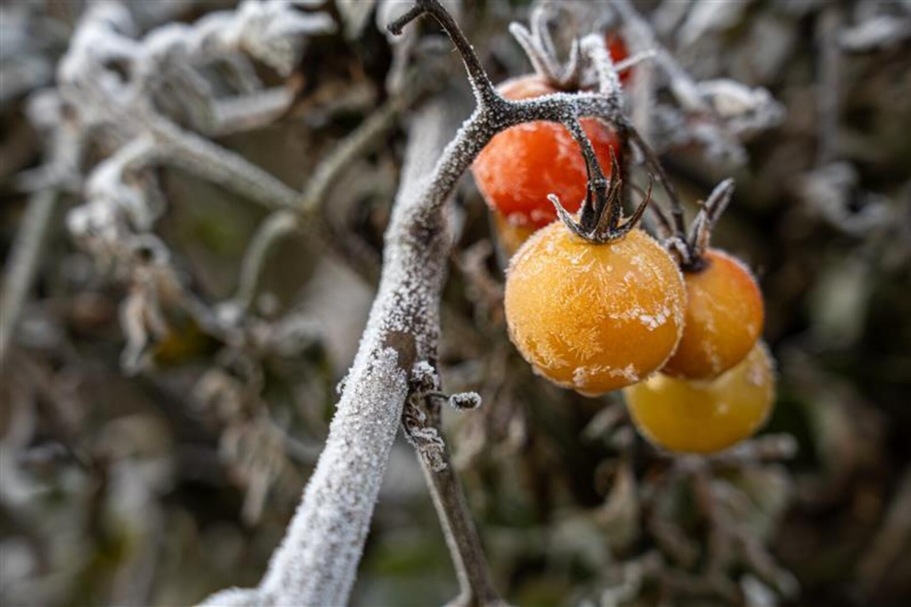 Eisheilige: Welche Pflanzen muss man vor Spätfrösten schützen?