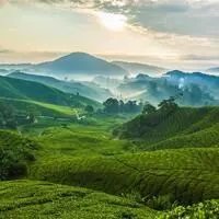 Teeplantagen in den Cameron Highlands Malaysias