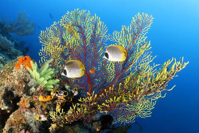 Das Great Barrier Reef vor der Nordostküste Australiens ist die größte zusammenhängende Ansammlung von über 2900 einzelnen Korallenriffen der Erde. 