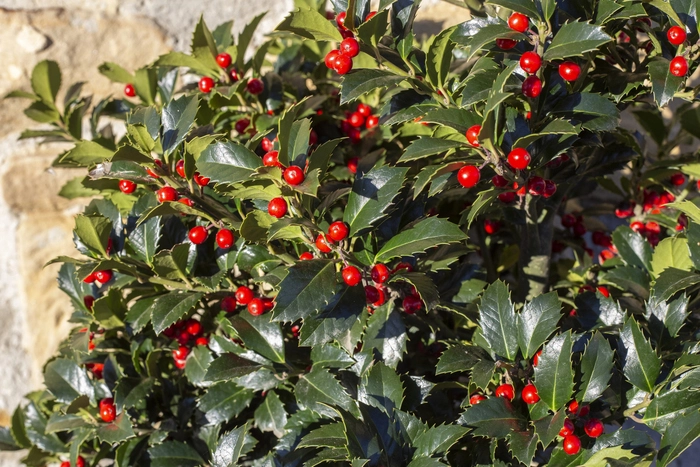 Gute Frage: Warum sollte man keinen Kirschlorbeer im Garten pflanzen?