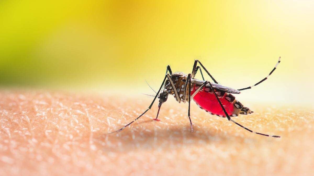 Das Dengue-Virus wird von Stechmücken übertragen