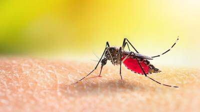 Das Dengue-Virus wird von Stechmücken übertragen