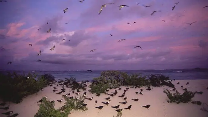 Kolonie von Rußseeschwalben auf Bird Island