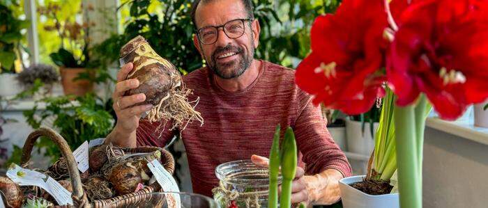 Karl Ploberger zeigt bunte, blühende Zwiebelpflanzen für die Wohnung