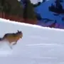 Der Wolf flüchtet die Skipiste hinunter 