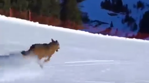 Der Wolf flüchtet die Skipiste hinunter 
