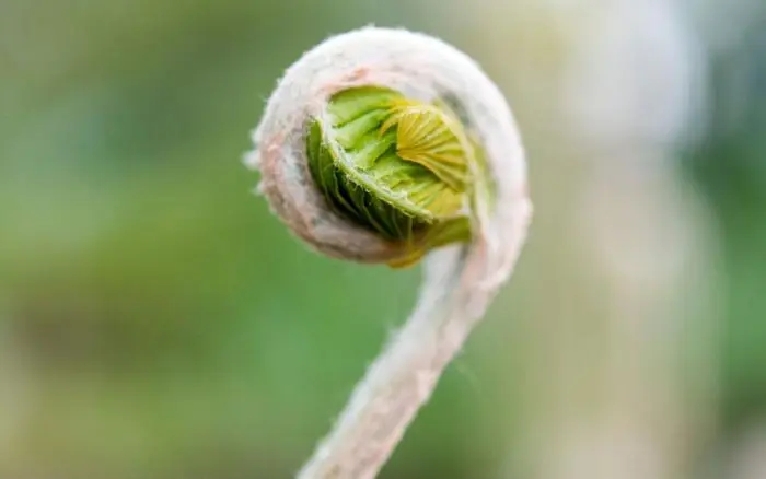 ARCHIV - Majesttisch: Knigsfarn ist einer der gr§ten Farne fr den Garten. (zu dpa: ÇSchattenfreunde: Fnf Farne fr Garten oder BalkonÈ) Foto: Monika Skolimowska/dpa/dpa-tmn - Honorarfrei nur fr Bezieher des dpa-Themendienstes +++ dpa-Themendienst +++