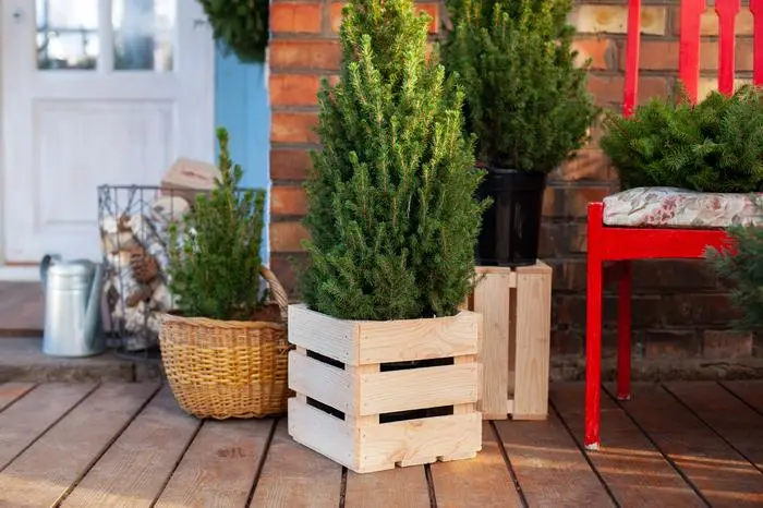 Lebende Christbäume sollte man am besten draußen aufstellen