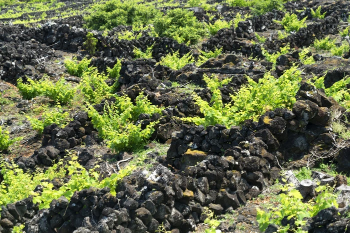 Weinbau in schwarzem Lavagestein auf Pico