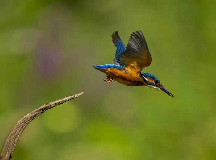Die Jagdmethode des Eisvogels ist das Stoßtauchen