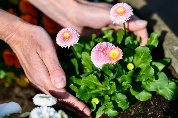 Haende halten am 27.03.2020 in Herten Fruehlingsblueher auf einem Balkon. Foto: Kirsten Neumann