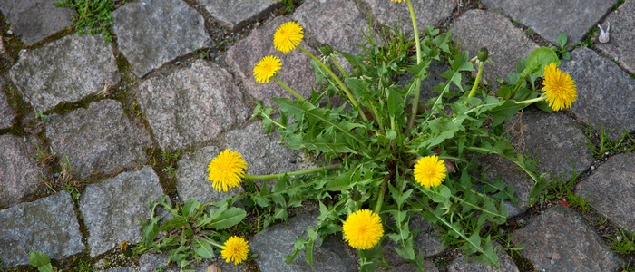 Wie bekommt man Löwenzahn aus den Pflasterfugen?