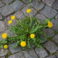 Wie bekommt man Löwenzahn aus den Pflasterfugen?
