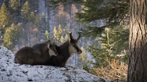 Begegnung mit Gämsen am Gipfel des Tressensteins