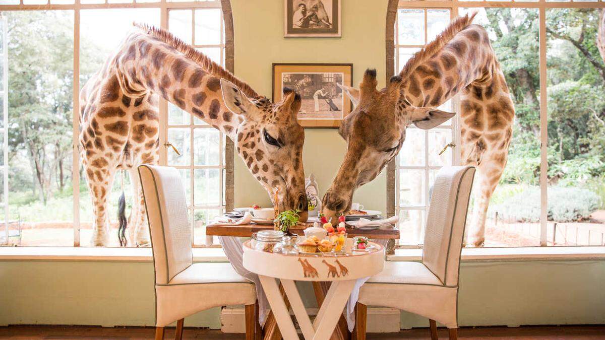 Frühstück für die Rothschild-Giraffen